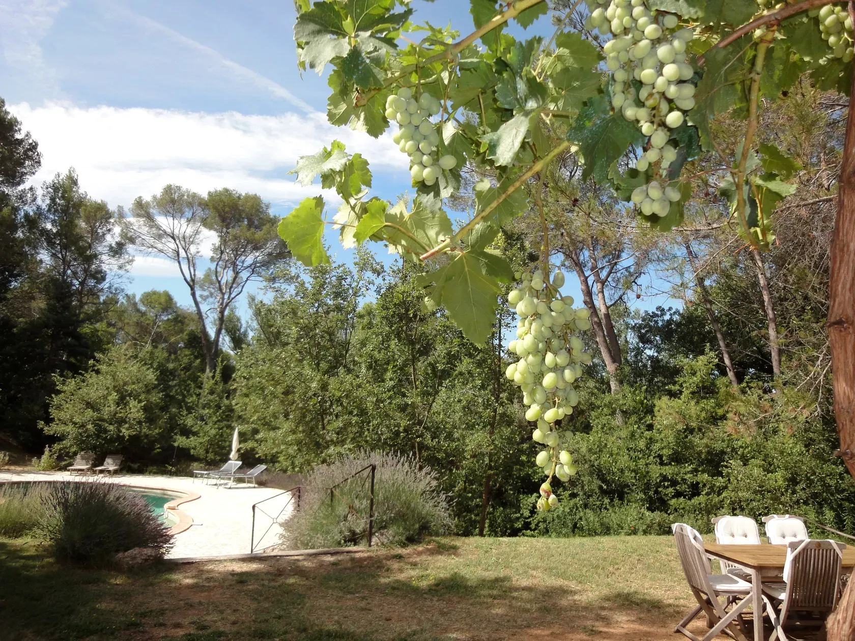 Druiventrossen aan de pergola met uitzicht over de tuin naar het zwembad