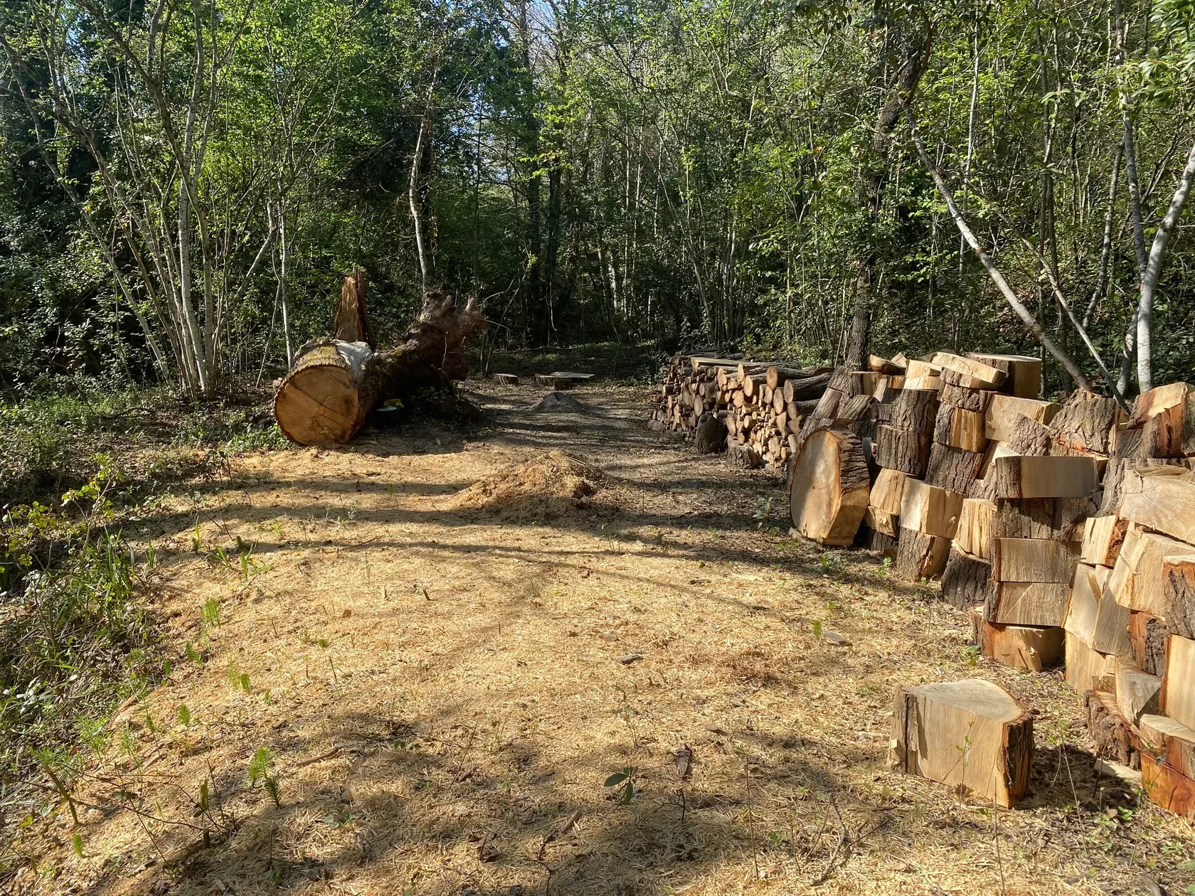 Open plek in het bos naast de beek, met gestapeld brandhout